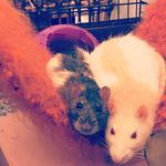 Denis & Rupert the Fancy Rats - @denis_and_rupert - Instagram