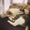 Dennis & Rupert - @dennis_rupi - TikTok