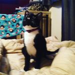 Dennis, Conor, And Rupert - @penguin_kitties - Instagram