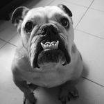 Dennis Rust - @menace1976 - Instagram