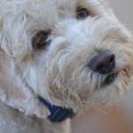Rusty - @rusty_dennis - Instagram