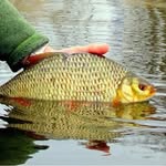 Dennis Schmitt - @dennispeanut - Instagram