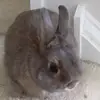 shimmer.dennis - @shimmer.bunny123 - TikTok
