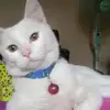 ulidennisshoop - @deandra944 - TikTok