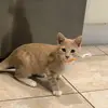Dennis Siu Leung Won - @dennis10cat - TikTok