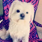Dennis|Sparta - @itz_the_dog_dennis_sparta - Instagram