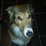 Dennis Stapperfenne - @dennisstapperfenne - Instagram