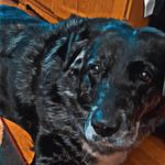 buddy dennis staton - @mr.stealyourdooggos - Instagram