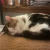 HdRamPs - @dennisstein9862 - TikTok