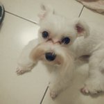 Dennis Suggs - @pooltwe1vebunny - Instagram