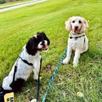 Dennis & Sweet Dee - @dennisandsweetdee - Instagram