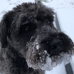 Dennis Temple🌈💓 - @dentheschnauzer - Instagram
