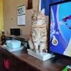 Denis Tessier - @denis.tessier - TikTok