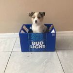 Dennis Testa - @dennis.testa.9 - Instagram