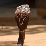 Thornton Dennis - @thorntondennis8 - Instagram
