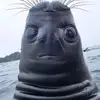 dennisthygesen69 - @dennisthygesen69 - TikTok