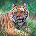 Dennis Tsavo-Tiger Maasai - Watamu - Facebook