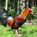 Dennis Tolarba - Facebook