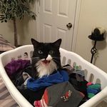 Dennis Whitlock - @ihopcats - Instagram