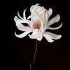 denniswiggins5885 - @denniswiggins5885 - TikTok