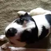Denny Davis - @denny.davis4 - TikTok
