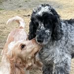 イングリッシュコッカースパニエルのDennyと Johnny - @denny.johnny.cockerspaniel - Instagram
