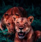 Denny Koch - Facebook