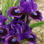 Denny Lang - @deniseotr68 - Instagram
