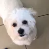 Denny Lang - @denny.lang - TikTok