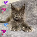Dennis Lemons - @lemons8445 - Instagram