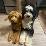 DENNY & POTTER - @twodoodledudess - Instagram