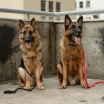 Denny & Duke Robertson - @denny.duke_theshepherds - Instagram