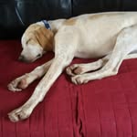 Denny Taylor - @gymnast_denster03 - Instagram