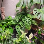 Tru crew - @denver_green_house - Instagram