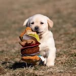 Denver - @denver_marshmallow - Instagram