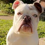 Denver Morgan - @denvermorgandabulldog - Instagram