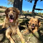 Denver ~🐾~ Murphy - @the.tails.of.denver.n.murphy - Instagram