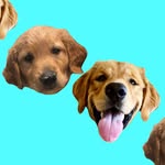 Denver + Murphy - @denver_and_murphy - Instagram
