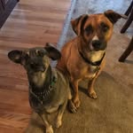 Denver&Murphy - @moo_and_doo_adventureclub - Instagram
