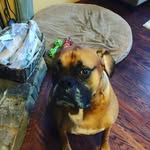 Lily’s Puppers🐶❤️ - @porter.denver.and.arti - Instagram