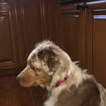Denver❤️ Reese And Rae💖 - @den.the.red.merle.aussie8 - Instagram