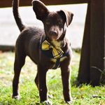 Denver Riddle - @denver.thedog_ - Instagram