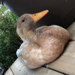 Denver Ross - @denverrrossss - Instagram