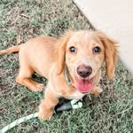 Denver Rowan - @the.doxie.denver - Instagram