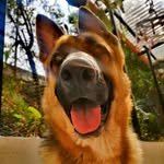 Denver 🐾 - @denver_shepherd22 - Instagram