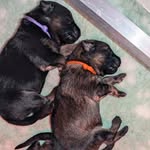 Denver & Dakota the German Shepherd Puppies - @denver_and_dakota_the_gsds - Instagram
