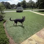 Denver | German Shepherd - @denvercoloradopup - Instagram