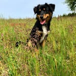 Denver Australian Shepherd - @aussiepuppy_denver - Instagram