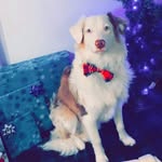 Denver - @denver.australianshepherd - Instagram