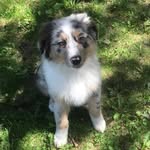 Denver - @denver.the.australian.shepherd - Instagram